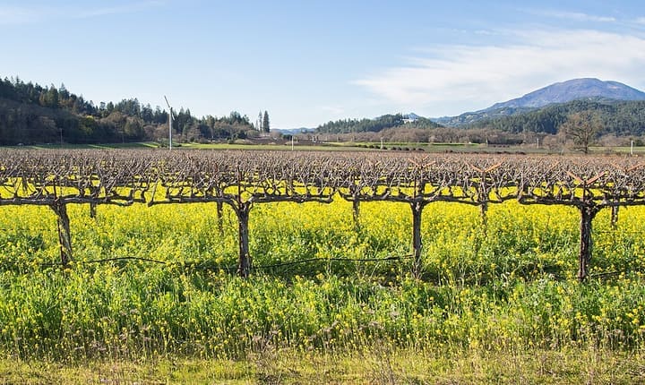 Napa Valley